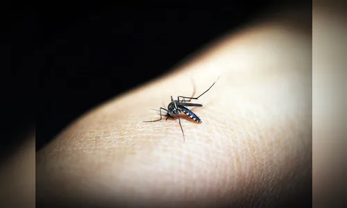 No Paraná, dengue tem queda no número de notificações
