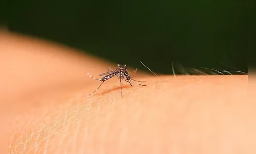 Arapongas registra 372 casos positivos de dengue