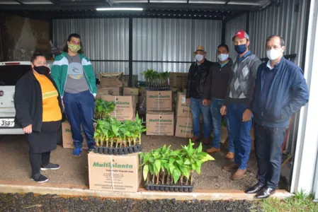As mudas serão distribuídas aos produtores pelo valor de R$ 3,00 a unidade 