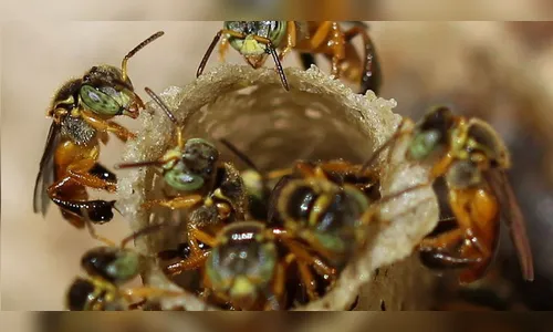 Embrapa realiza curso online sobre criação de abelhas sem ferrão