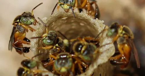 Embrapa realiza curso online sobre criação de abelhas sem ferrão