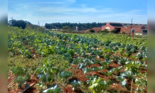 Horta da PIC ganha conceito de reaproveitamento e sustentabilidade