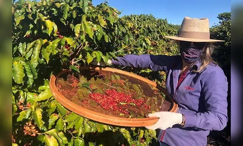Mulheres do Oeste do Paraná se unem para produzir café especial