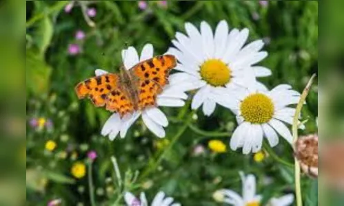Governo lança selo de proteção e cuidado à fauna