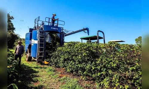 Mecanização incentiva retorno da cafeicultura em Apucarana