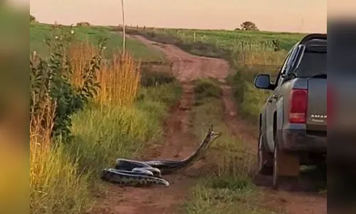 Motorista é surpreendido pelo ataque de uma sucuri