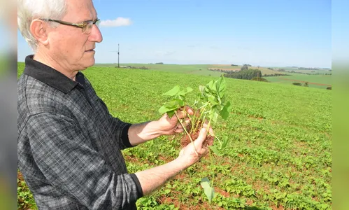 Região de Ivaiporã colhe a menor safra de feijão da história