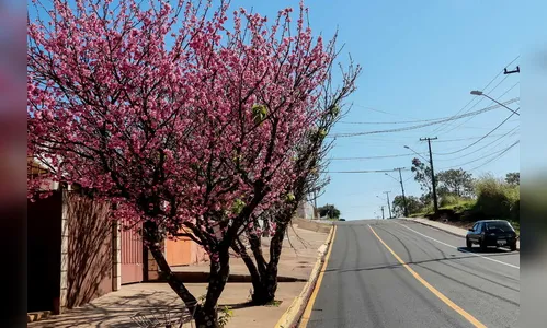 Cerejeiras florescem e embelezam ruas de Apucarana
