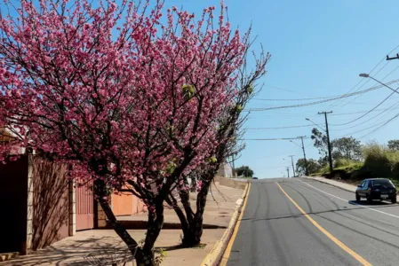 Cerejeiras florescem e embelezam ruas de Apucarana