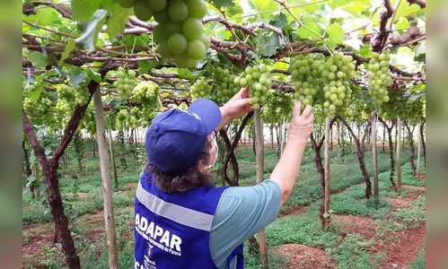 Ações de defesa vegetal garantem segurança alimentar na pandemia