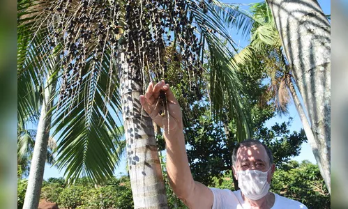 Açaí produzido com sabor do Vale do Ivaí