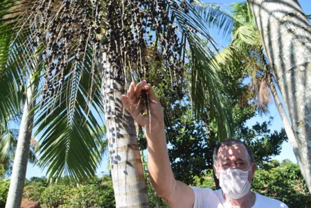 Açaí produzido com sabor do Vale do Ivaí