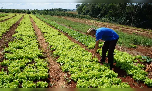 Compra Direta Paraná beneficia produtores e entidades sociais da região