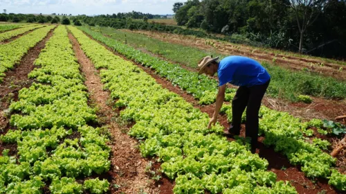 O program neste momento de pandemia terá dois públicos beneficiários: população mais vulnerável do estado e agricultores familiares