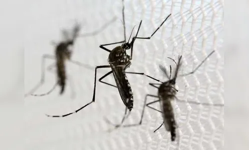 Nova linhagem do vírus da Zika circula pelo Brasil