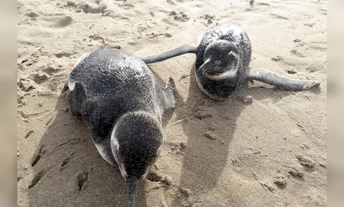 IAT orienta sobre como proteger pinguins que chegam ao Litoral