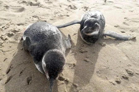 IAT orienta sobre como proteger pinguins que chegam ao Litoral