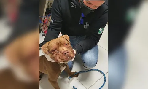 Polícia Civil autua médica veterinária por maus-tratos a Pitbulls