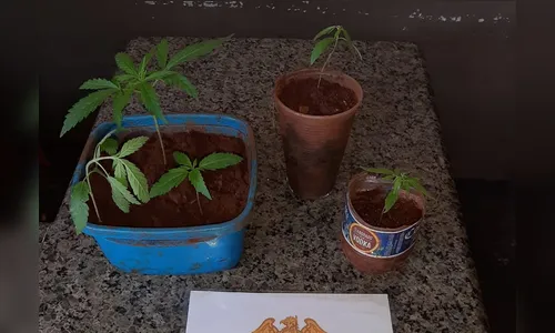 Casal adolescente é apreendido por plantar maconha em Ivaiporã