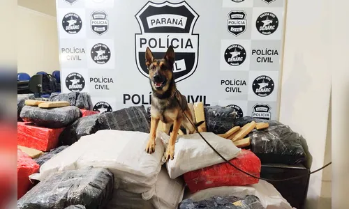 Cães da PCPR apreendem mais drogas neste ano que a soma de 2018 e 2019