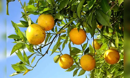 Fruticultura do Paraná ganha força com apoio do Estado