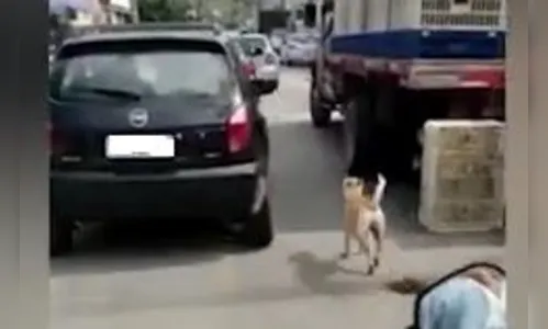 Cachorro corre atrás de carro após ser jogado pela janela do veículo