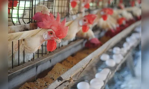 Granja é autuada pela prefeitura de Arapongas