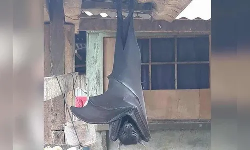 Foto de morcego gigante assusta a população