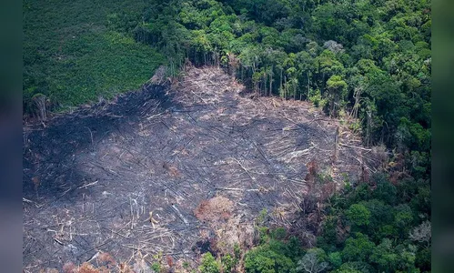 Desmatamento na Amazônia em junho é o maior em 5 anos