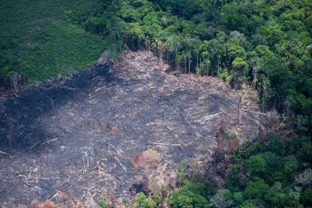 Desmatamento na Amazônia em junho é o maior em 5 anos