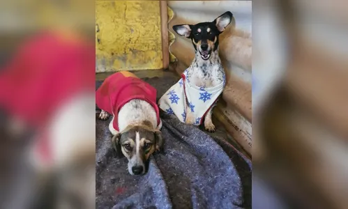 Cachorros são resgatados de saco amarrado; assista