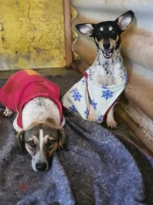 Cachorros são resgatados de saco amarrado; assista