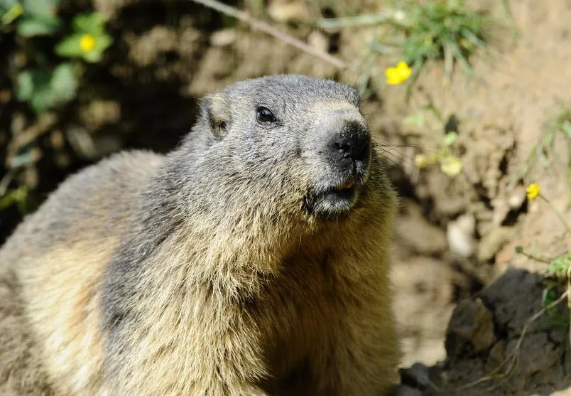 Adolescente morre de peste bubônica, após comer carne de marmota