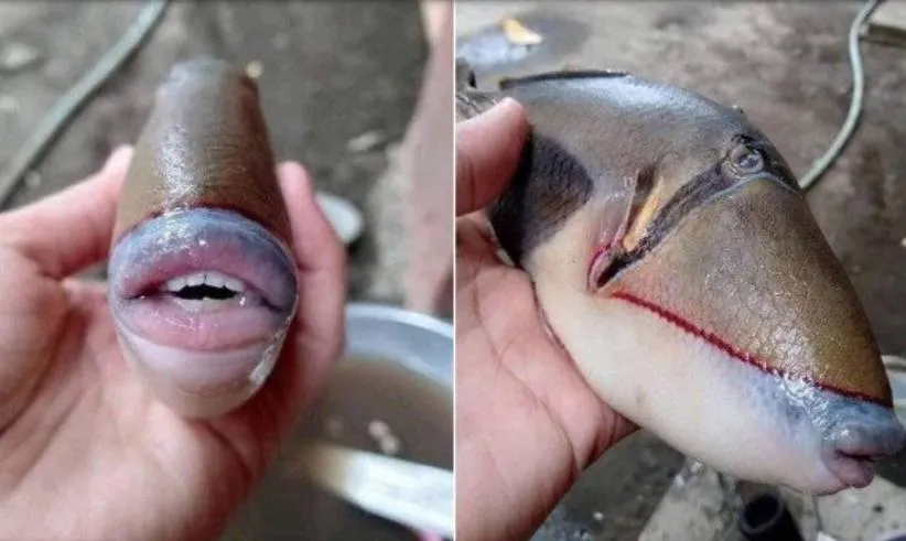 Peixe com dentes humanos e preenchimento labial, viraliza nas redes sociais