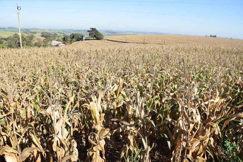 Colheita do milho segunda safra segue atrasada na região  de Ivaiporã