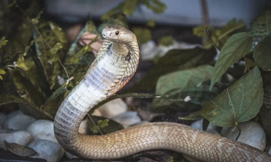 Juiz federal afasta servidora do Ibama ligada a caso da cobra naja