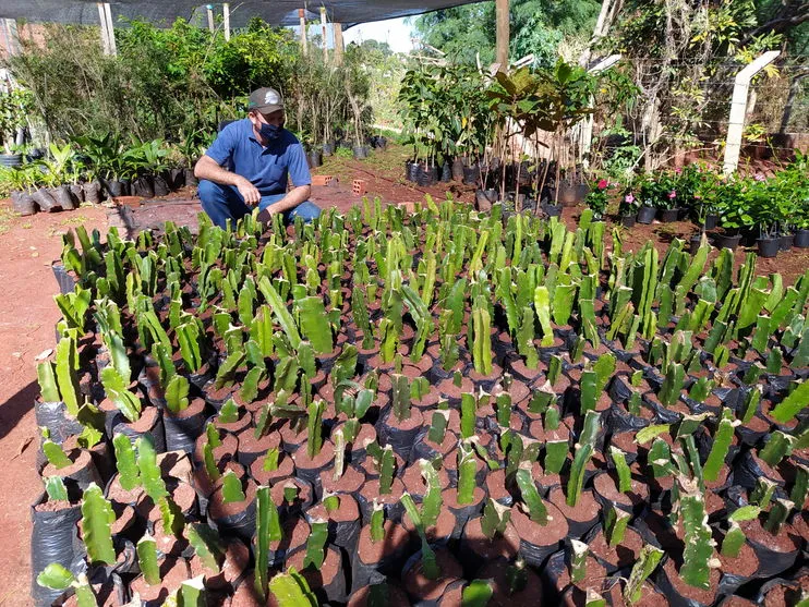 Já   foram produzidas mudas de café, pitaya e maracujá