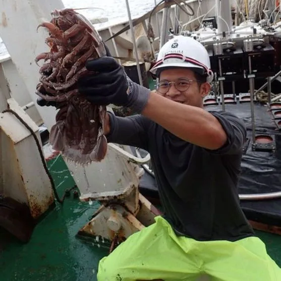 Cientistas encontram "barata gigante" no mar e explicam o bicho