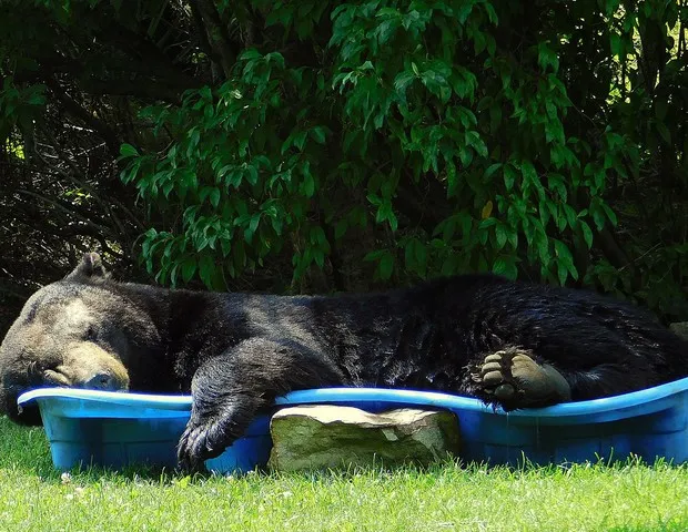 Urso invade quintal de casa nos EUA e tira cochilo em piscina infantil