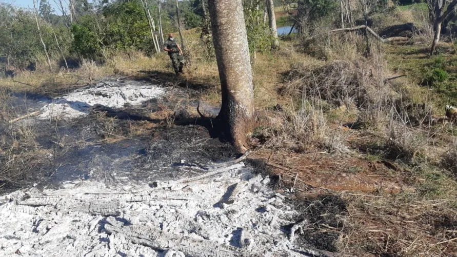 Foram encontradas árvores queimadas em área de 1,20 hectares