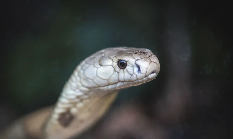 PF faz operação contra tráfico internacional de animais no Amapá