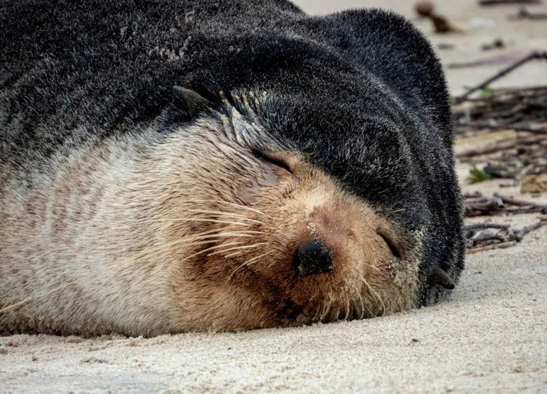 Lobo-marinho é flagrado descansando no litoral do Paraná