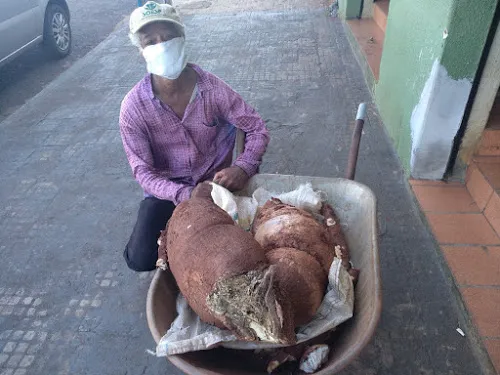 Mandioca gigante chama atenção em Borrazópolis