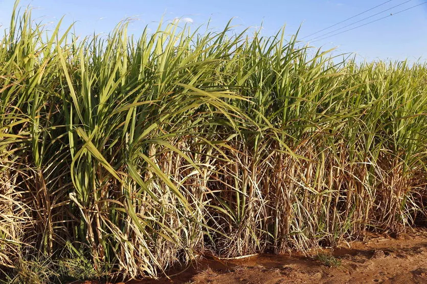 Paraná suspende por 30 dias queimada de cana-de-açúcar