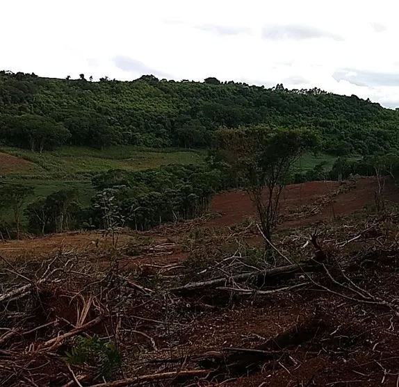 Apucaranense é multado em R$47 mil por destruir vegetação