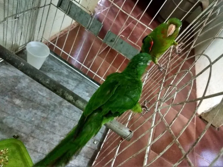 Morador de Apucarana é multado em R$ 6 mil por mutilação de aves silvestres