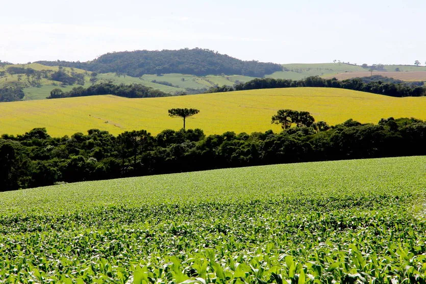 Preço das terras no Paraná cresceu cerca de 12% este ano