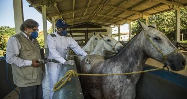 Cientistas criam soro com anticorpos de cavalo capaz de neutralizar covid-19