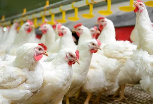 Brasil diz que não foi notificado pela China sobre Covid em frango