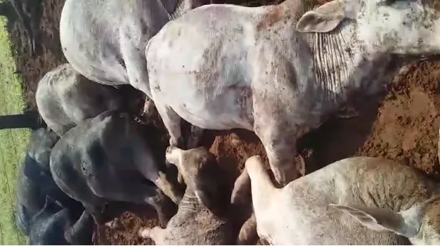 Pecuarista e algumas cabeças de gado morrem após serem atingidos por raio; assista